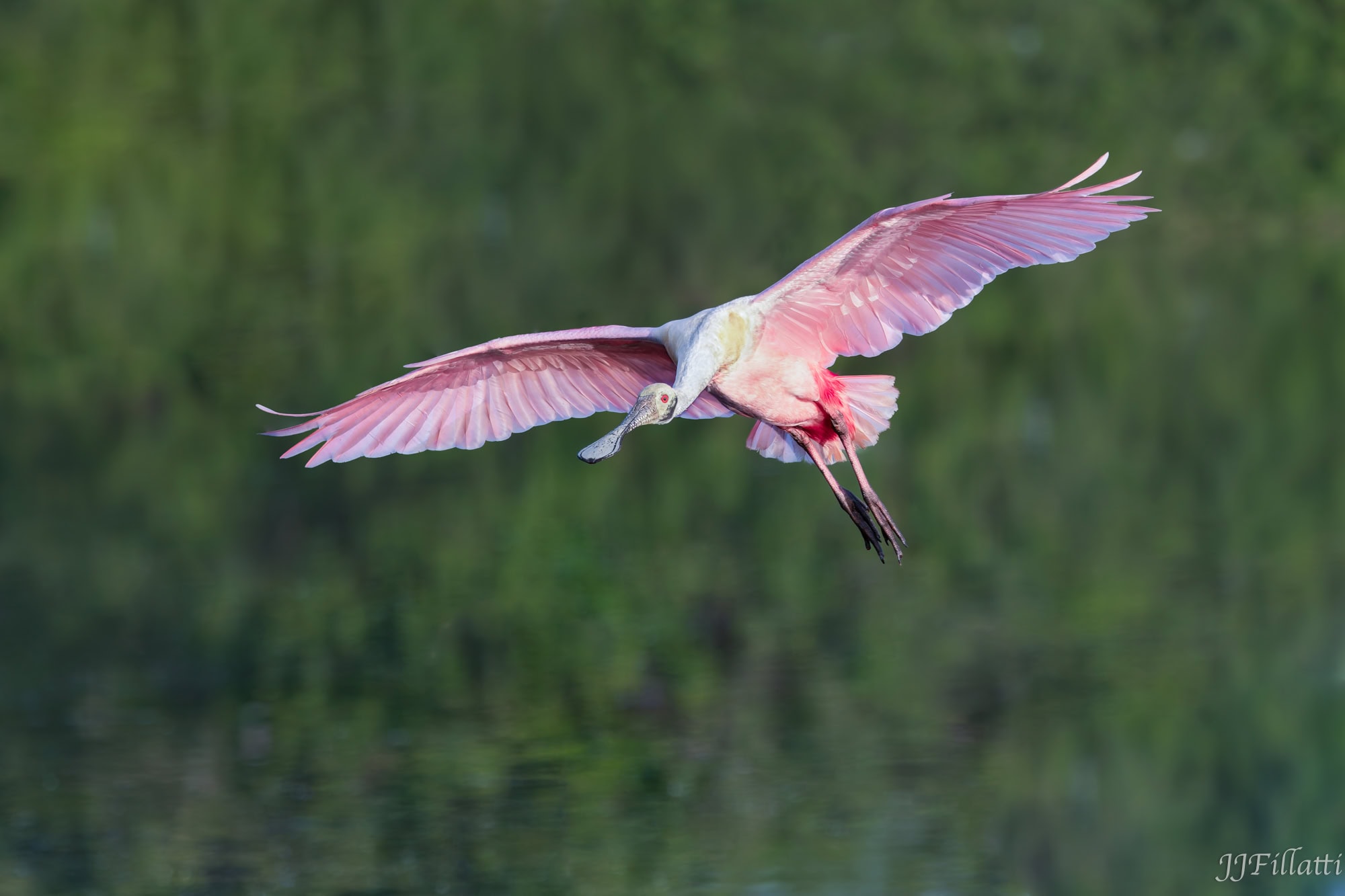 bird of florida image 12